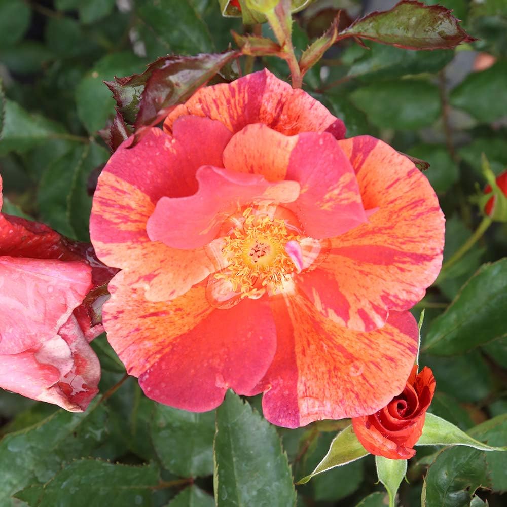 Heirloom Floribunda Roses, Live Own Root Plant for Outdoor Garden, Tawny Tiger, Moderately Fragrant, Hardiness Zones: 6-10, Continual Blooming