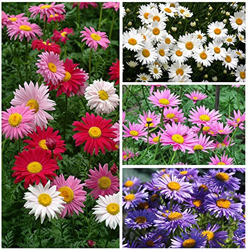 300 Pcs Swan River Creeping Daisy Seeds For Planting Outdoors Creeping Daisy Seeds Ground Cover Non-Gmo Flower Seeds For Home Garden Yard Decor #TOP1