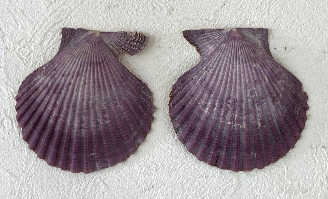 Amazon.co.jp: 天然緋扇貝 ひおうぎ貝 香合 隠岐島 輪島 本金漆