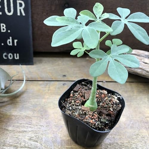 観葉植物 アデニア グラウカ」の人気商品一覧 | 安い商品を通販サイト