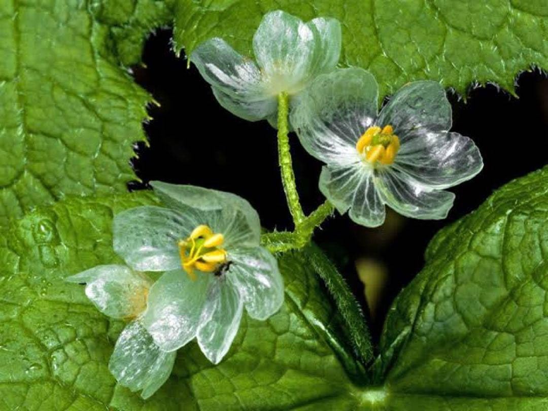 Amazon｜山野草サンカヨウ苗2株｜観葉植物 オンライン通販