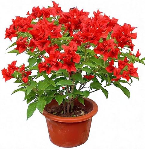 Miniatura 1 de Red Bougainvillea spectabilis - Plántulas de plantas vivas de 5 a 8 pulgadas de alto, pétalo doble, perfectas para decoración del hogar y jardín
