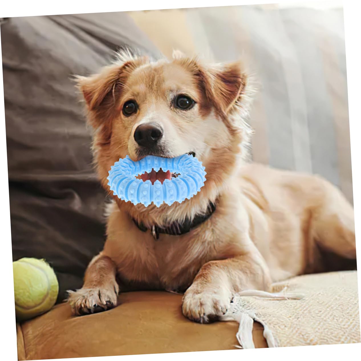 INOOMP 10 STK Beißspielzeug Für Haustiere Kauspielzeug Für Welpen Hundespielzeug Für Mittelgroße Hunde Spielzeug Für Kleine Spielzeug Kleine Kleiner Hund Bissfest