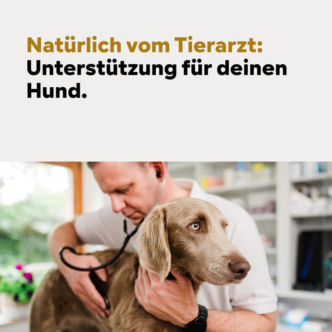 HGM Hund Zahnsteinpulver, gegen Zahnstein & Maulgeruch, Pulver mit Seealge & Kamille, natürliche Zahnpflege für Hunde, einfache Anwendung statt Zähneputzen – HGMflex von Tierarzt Dr. Knoop 3 x 100g