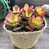 姫黄金花月 ３号 金のなる木 縁起物 紅葉 多肉植物