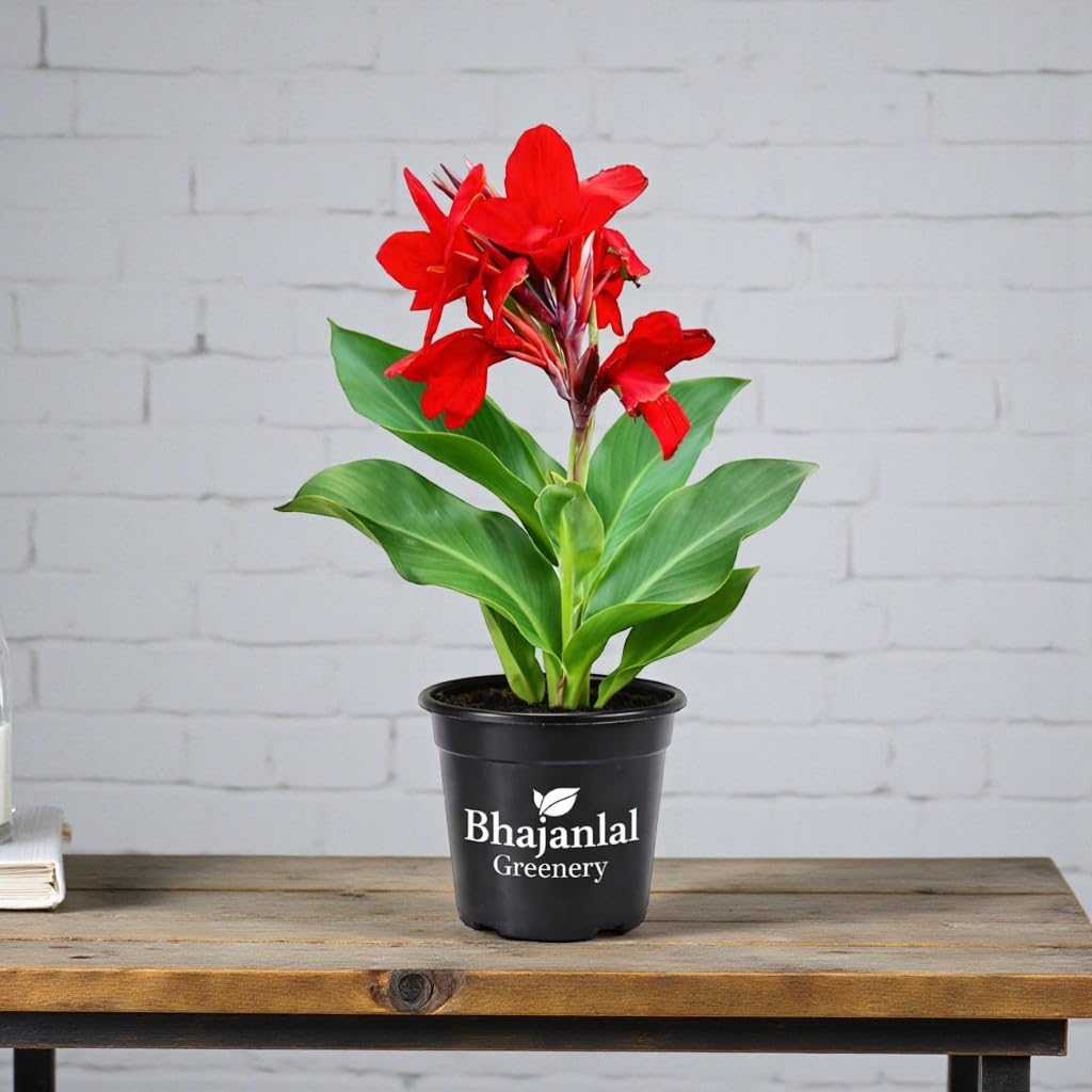 Red Canna Lily Plant - Easy Outdoor Flower -1