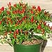 Produktbild N.E.W Hot Heirloom 50/Lot Thai Sun Hot Pfeffer Capsicum Pfeffer Ornament Chili Samen Bonsai Pflanze Mini Hot Pepper Samen