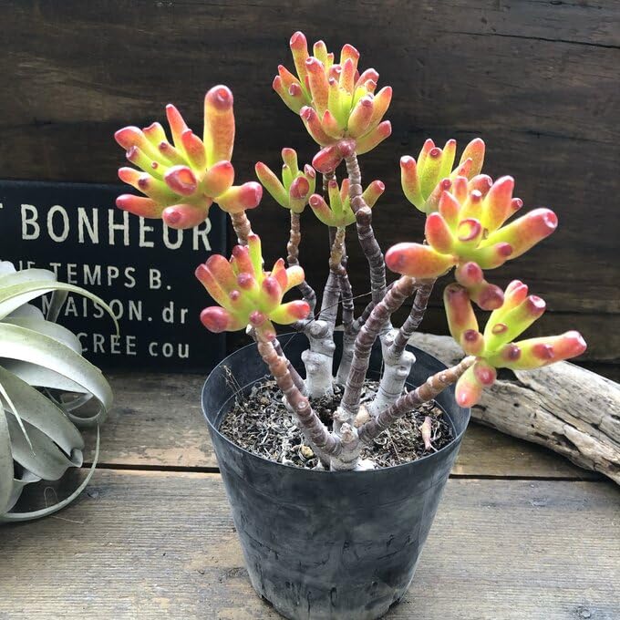 ❤️多肉植物❤️ゴーラム（宇宙の木）抜き苗