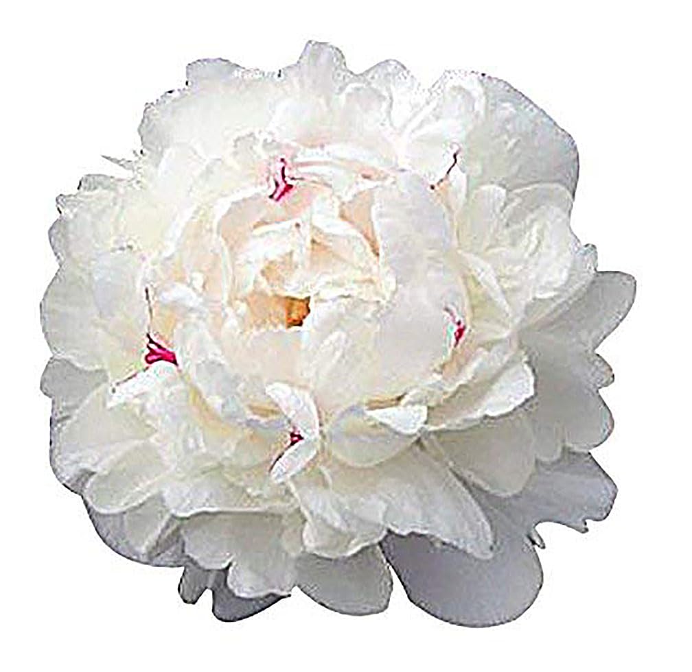 Marde Ross Festiva Maxima 3-5 Eye Bare Root