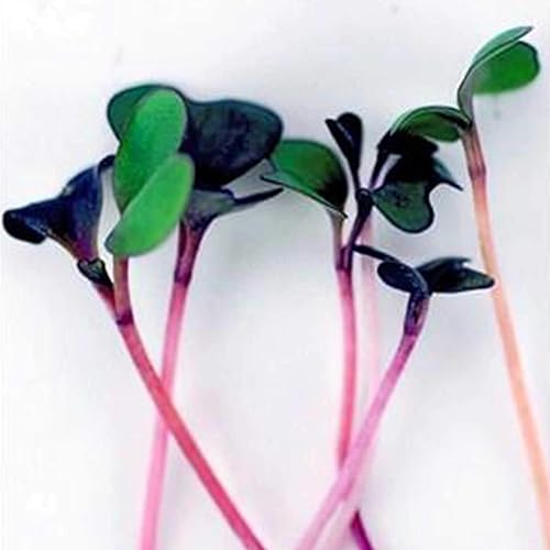 Miniatura 7 de Organic Basic Ensalada Mix Microgreens Seeds - Bolsa resellable de 5 lb - Uso para jardinería interior, cultivo de micro verdes y más  Micro Verdes
