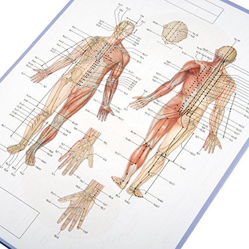 3B Scientific 1017883 Acupuncture Meridian Notepad, English - Image 3