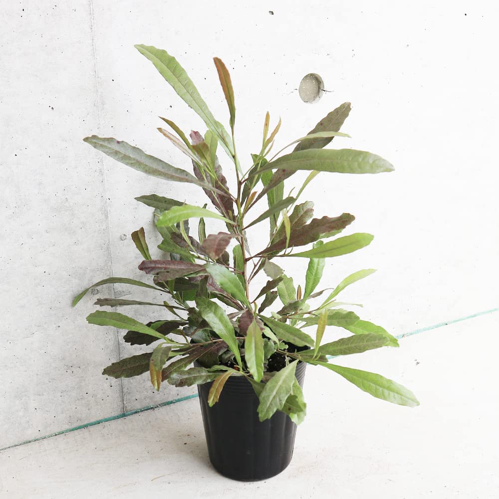 Amazon.co.jp: ITANSE ドドナエア・プルプレア(パープレア) 3