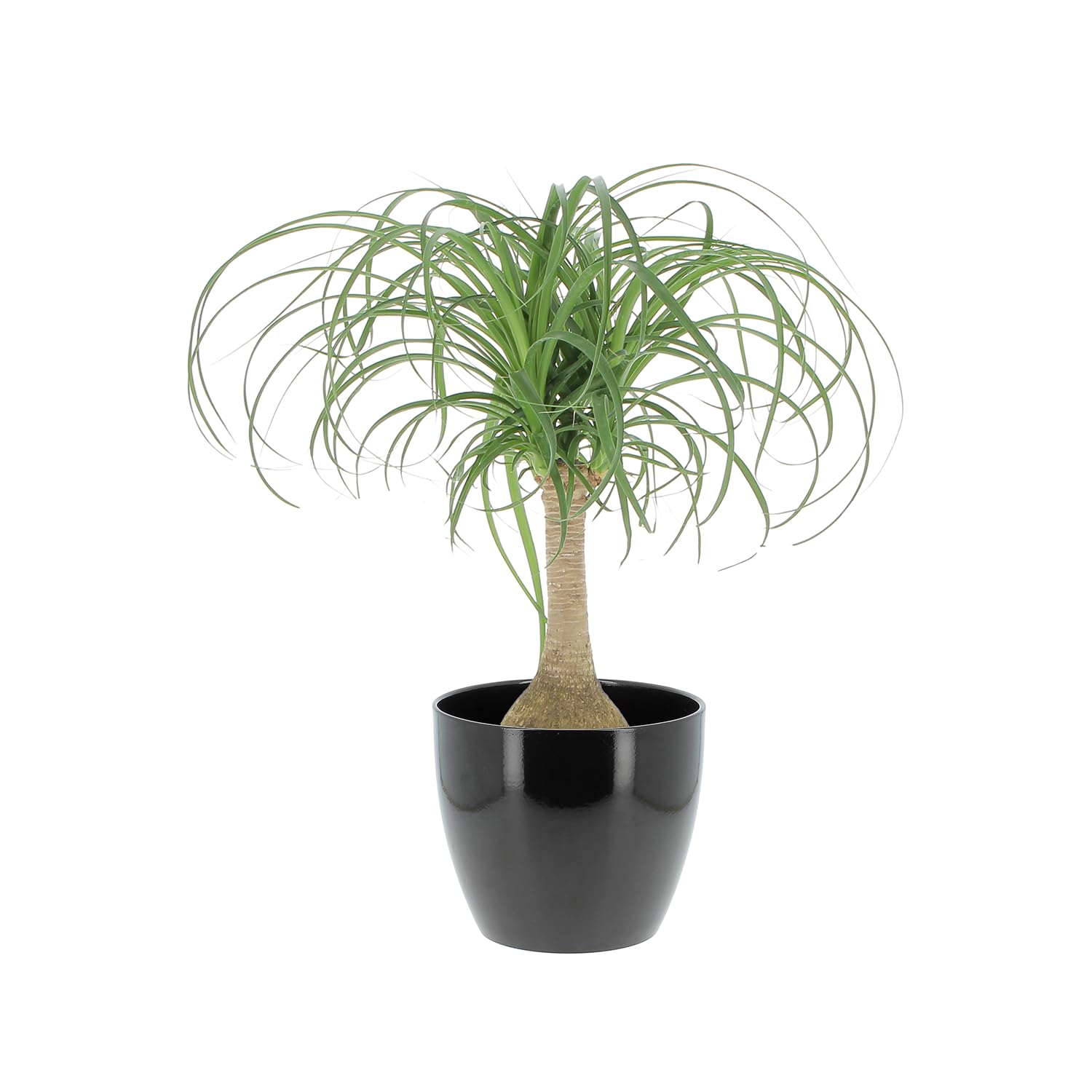 KENTIS - Nolina Beaucarnea Recurvata - Mangiafumo - Piante Vere da Interno Purifica Aria - Pianta da Appartamento - H 60-70 cm Vaso Ø 21 cm