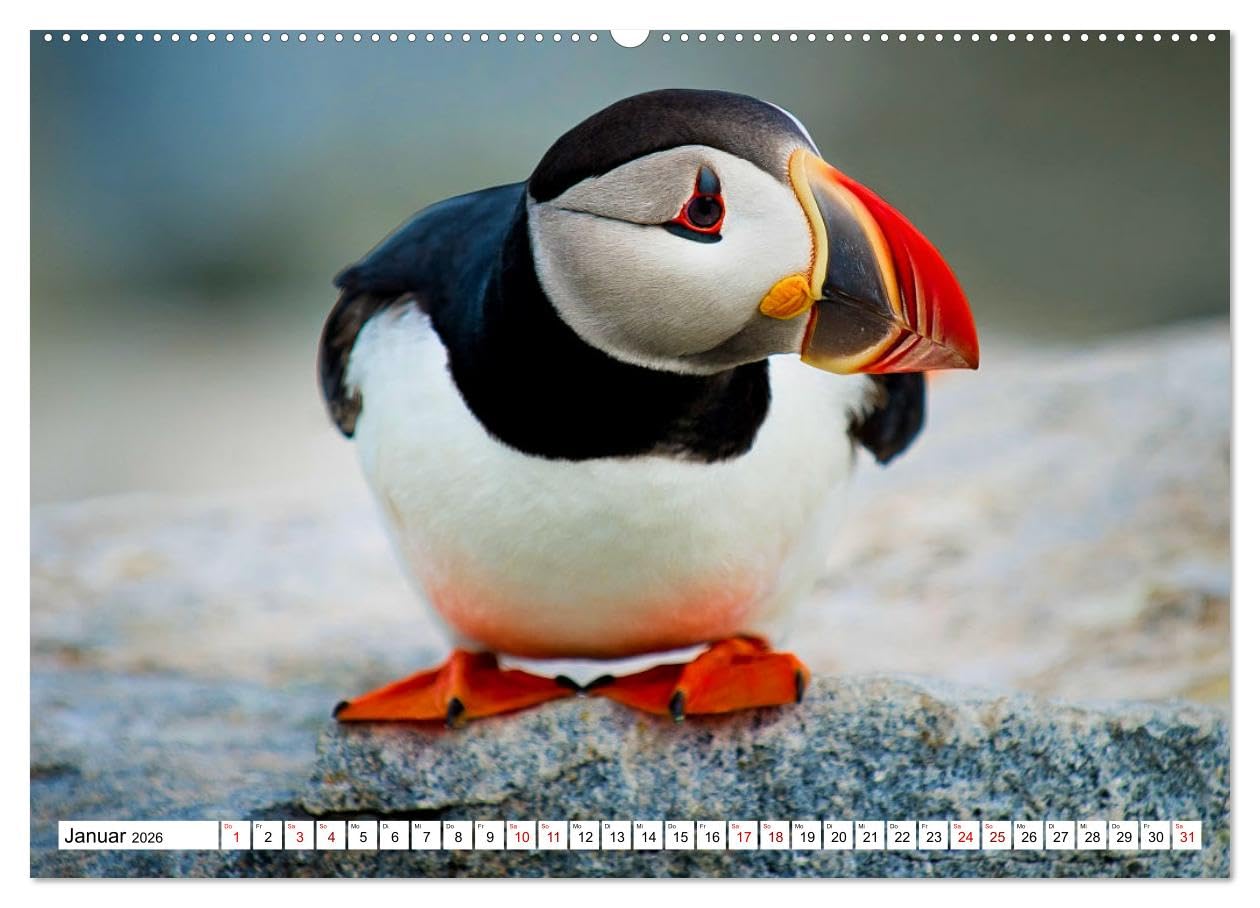 Schräge Vögel in Szene gesetzt (hochwertiger Premium Wandkalender 2026 DIN A2 quer), Kunstdruck in Hochglanz: Faszinierende Bilder skurriler und ... rund um den Globus (CALVENDO Tiere)