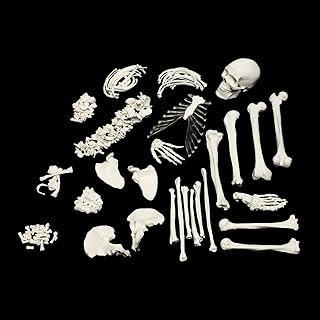 Human Skeleton Model 170Cm Body Bones Full Size Disarticulated Skeleton Model,3 Part Skull with Movable Jaw, Anatomy Skeleton,Articulated Hand and Foot Anatomy