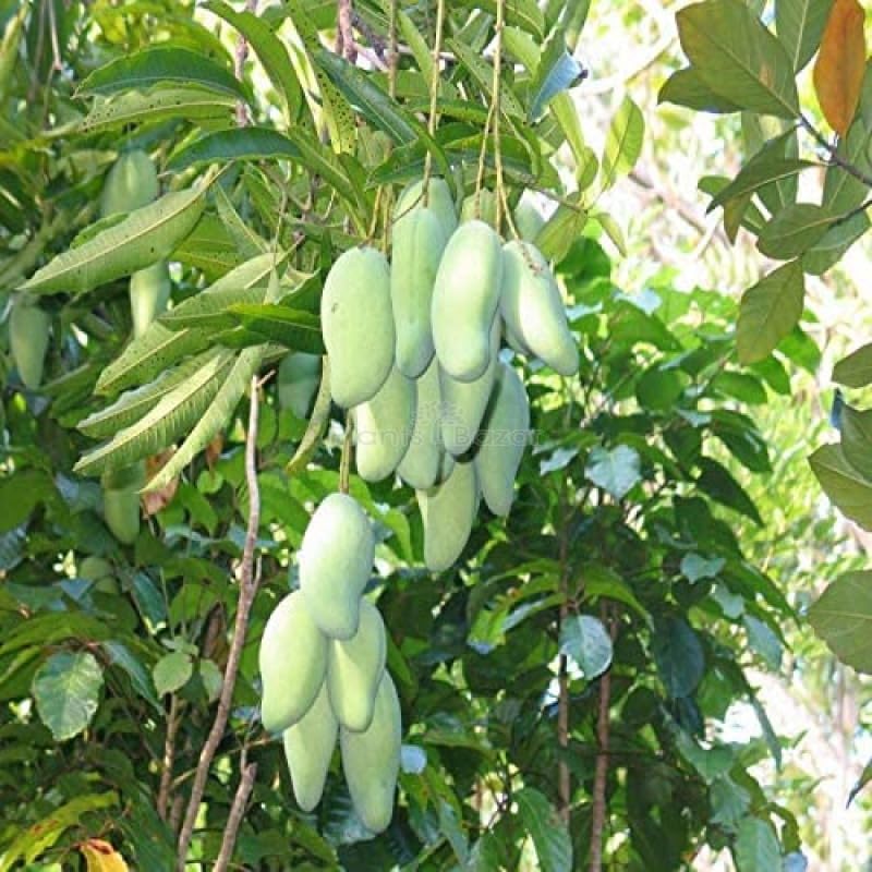 See full amazon price history chart for Golden Bloom Grafted Original All seasons Vastara Mango Plant Tree Height 2-3 FT Vastara Mango Plant Grafted Golden Bloom Grafted Original All seasons Vastara Mango Plant Tree Height 2-3 FT Vastara Mango Plant Grafted (B0CRHXSRX6) Amazon Price History, Amazon Price Tracker
