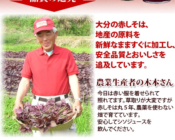 長年無農薬栽培　赤紫蘇の葉茎付き　ネコポス一杯 赤じそ(赤紫蘇、赤しそ) ☆農薬や化学肥料は使用しておりません 埼玉県