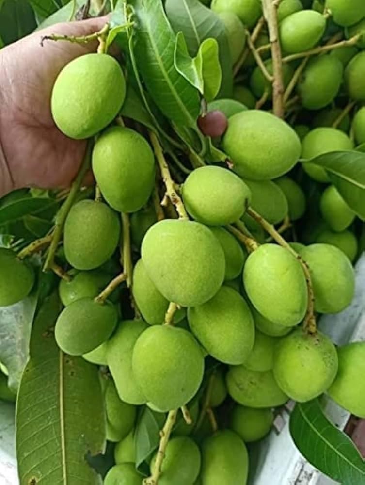 12-Month Hybrid Grafted Mango Tree - Fast-Growing, High-Yield  