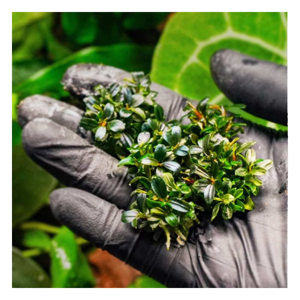 Moss and More - BUCHEPHALANDRA PYGMY- EXTREMELY RARE variety