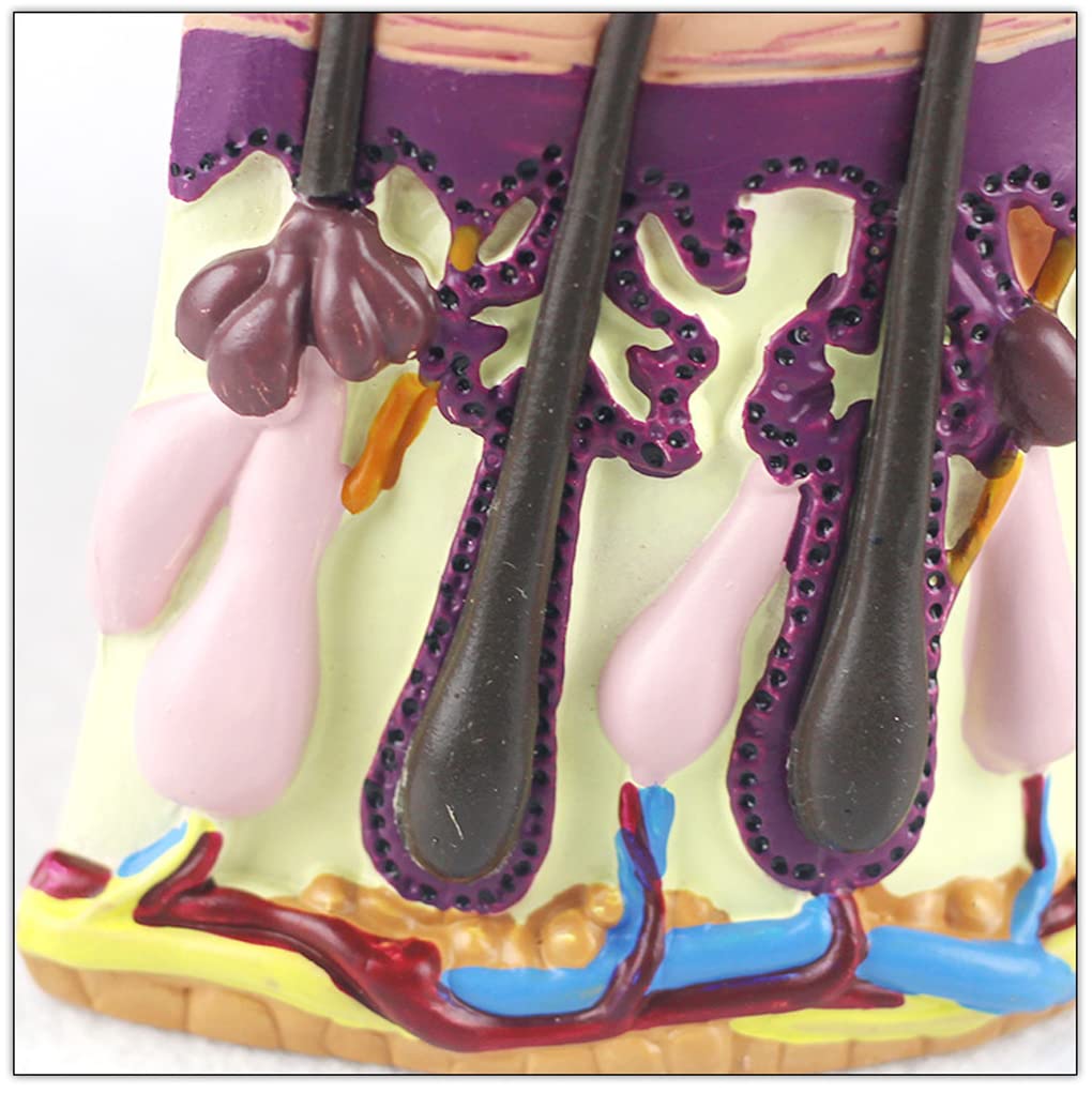 Anatomia szkielet modele anatomiczny model ludzkie włosy skóra proces wzrostu włosów mieszki włosowe anatomia zestawy naukowe materiały laboratoryjne proces wzrostu włosów medyczny model naukowy