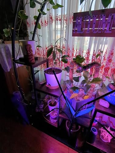 Tribesigns 5-laags hoge plantenstandaard voor binnen, 2 stuks, multifunctioneel gebogen displayplank met 2 hangende haken, bonsai-bloemenplantenstandaard voor binnen, tuin of balkon, thuisgebruik Tribesigns 5-laags hoge plantenstandaard voor binnen, 2 stuks, multifunctioneel gebogen displayplank met 2 hangende haken, bonsai-bloemenplantenstandaard voor binnen, tuin of balkon, thuisgebruik