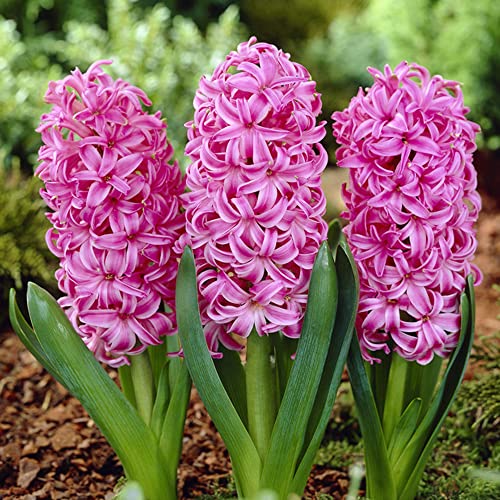 schone Hyacinthus - Perennials - Spring Flowering Bulbs - for Your Beautiful Garden (3 x Pink Pearl (Indoor))