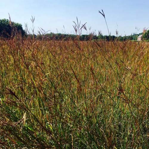 Outsidepride Tall Native Grass Seed Mix Of Bluestems, Switchgrass, & Indian Grass Seeds - 1 Lb #TOP3