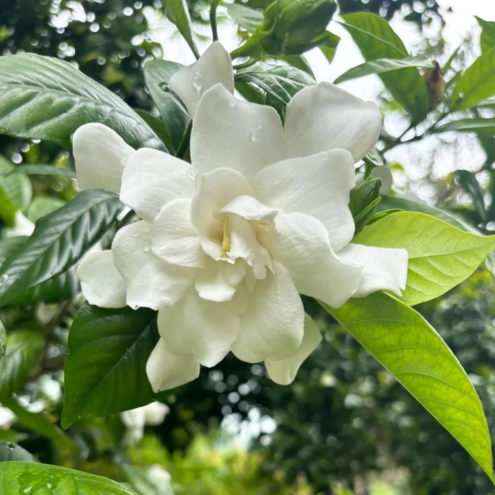 Gardenia jasminoides - ornamentali ufficio pendenti, interno balcone rampicanti balcone 20piante