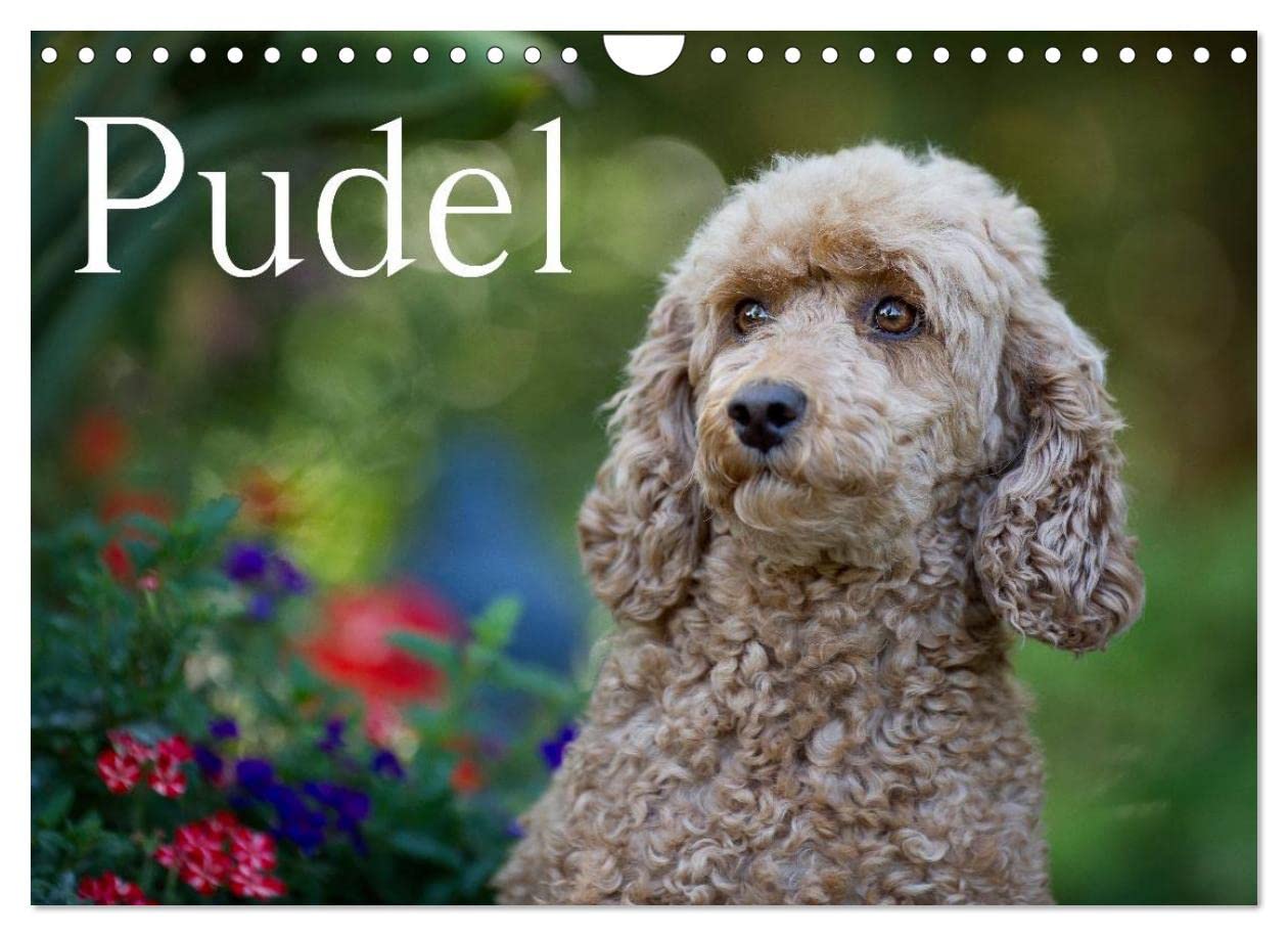 Poodle (Wall Calendar 2023 DIN A4 Landscape), Calvendo Monthly Calendar