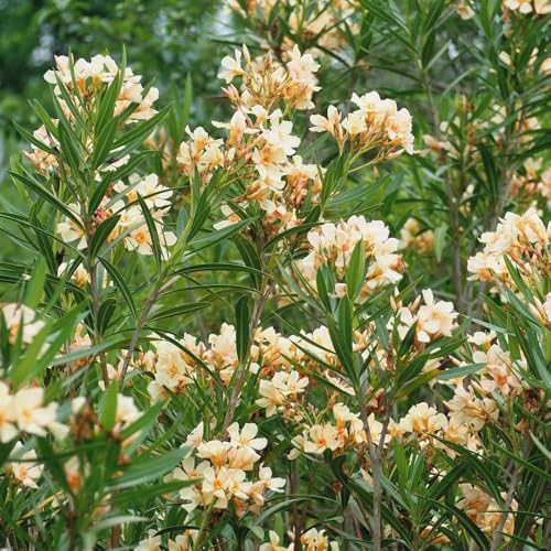 plantas de adelfa - semillas plantas decorativas plantas trepadoras resistentes planta de interior Plantas resistentes al invierno para balcones semillas de hierbas flores de primavera 35pcs