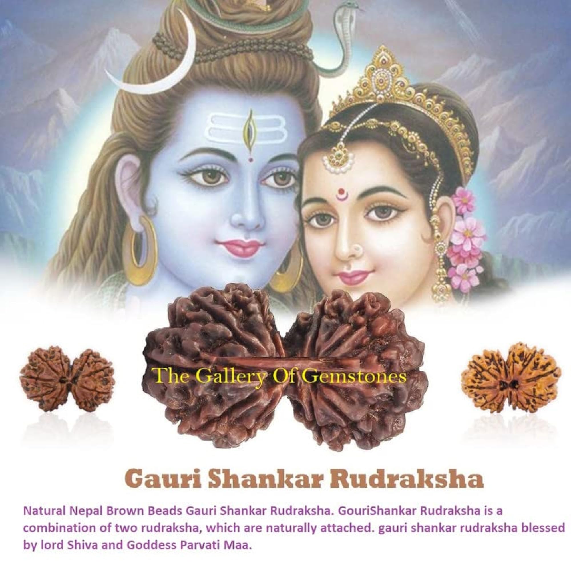 Natural Gauri Shankar Rudraksha Beads, Certified
