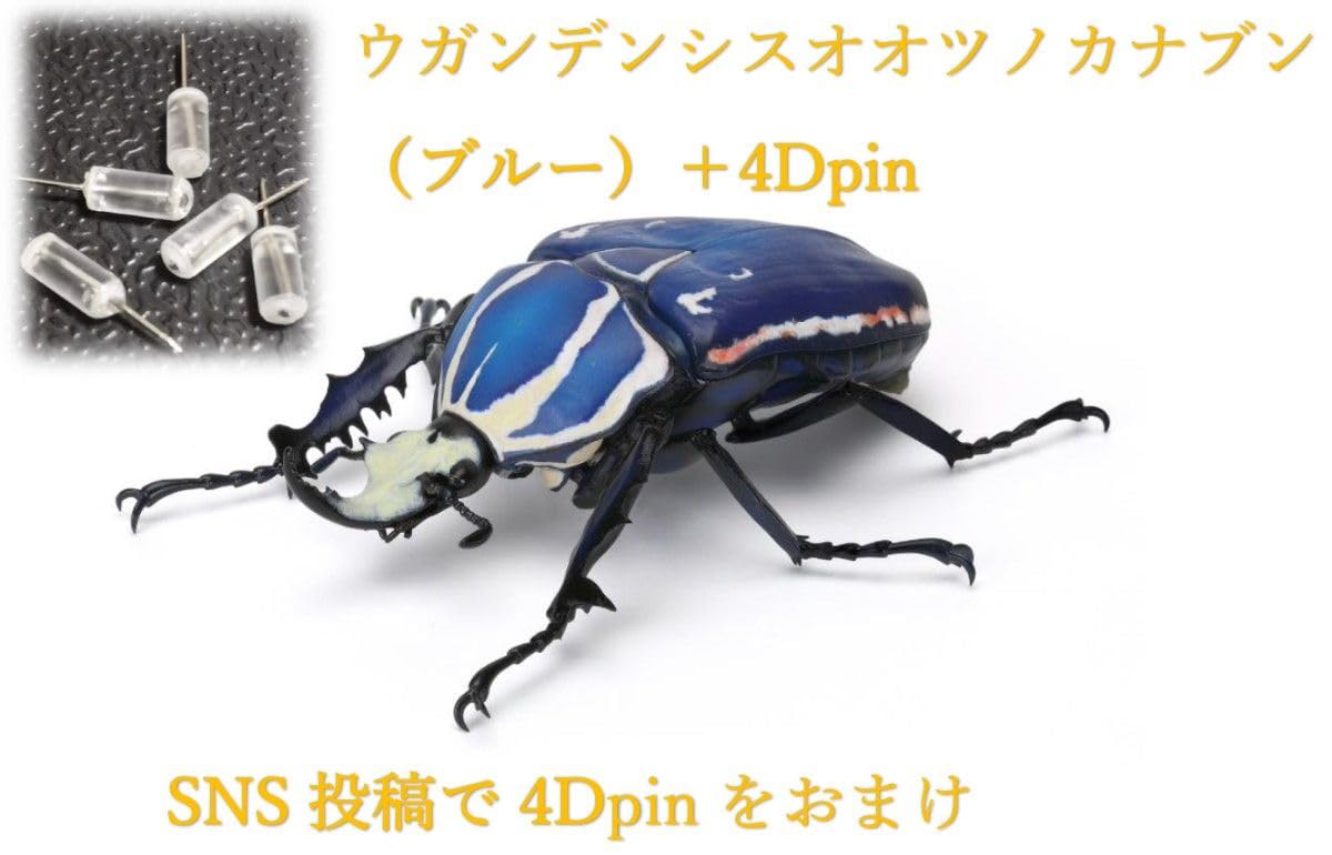 Amazon.co.jp: ウガンデンシスオオツノカナブン ブルー + 4Dピン