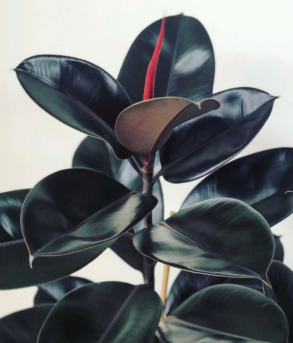 Cloud Farm Live Rubber Plant/Black Prince Rubber Plant for Indoor Home Decoration & Air Purification CF_61 (B0BFDTWFLQ) Amazon Price History, Amazon Price Tracker