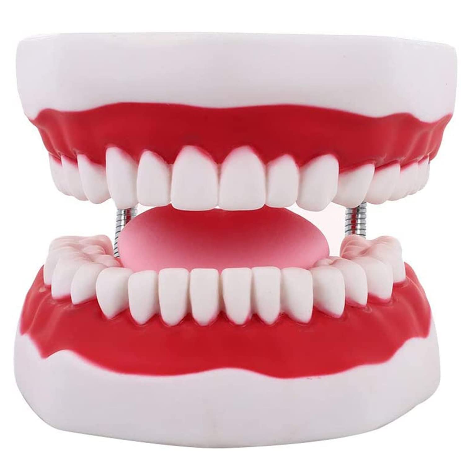 Larga Modello anatomico di Denti dentali, Typodont Modello Standard per Denti per Adulti Dentista Insegnamento dell'igiene Orale Modello per la Cura dei Denti