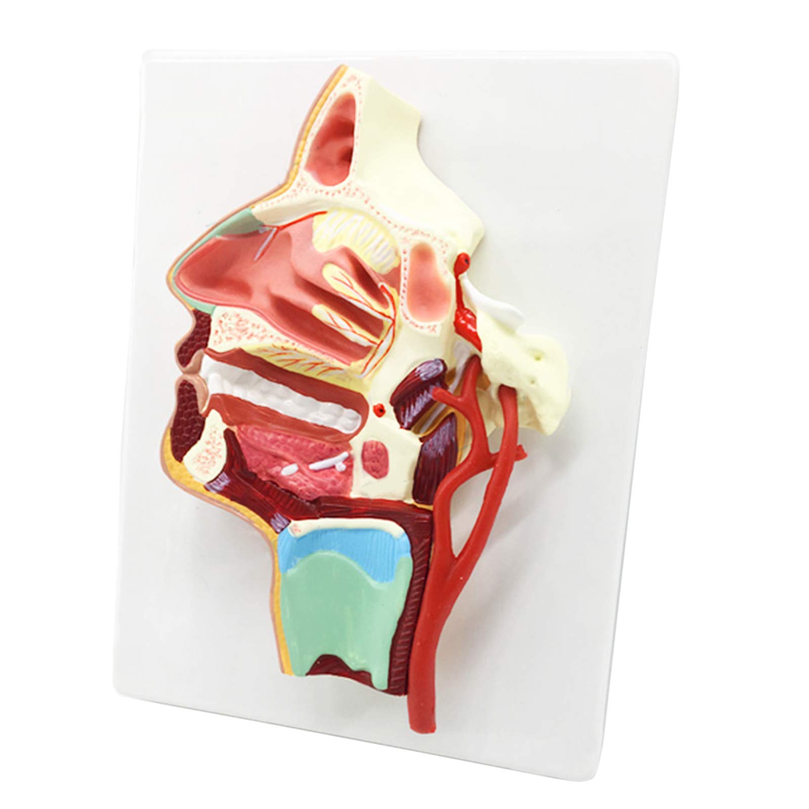 Sjdopulse Light/Grain Anatomy Model Oral Nose Throat Vascular And Nerve Model - Human Organ Anatomy Model Oral Nose Throat Anatomical Model - Pvc Matrial Medial Vascular Nerve Model