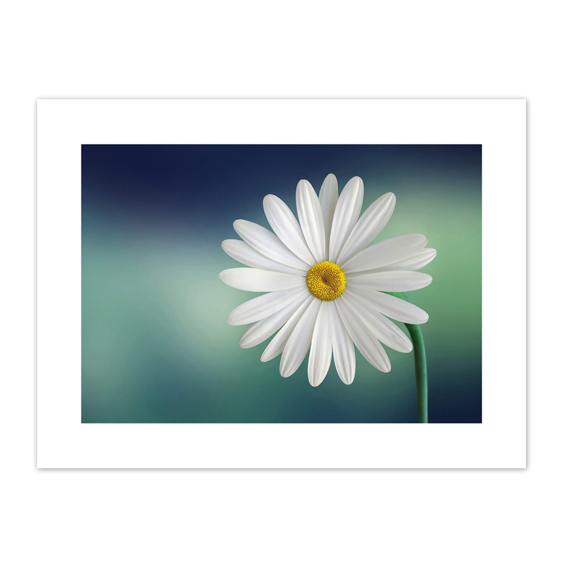 Amazon.com: White Flower Petals Daisy Canvas Wall Art Print