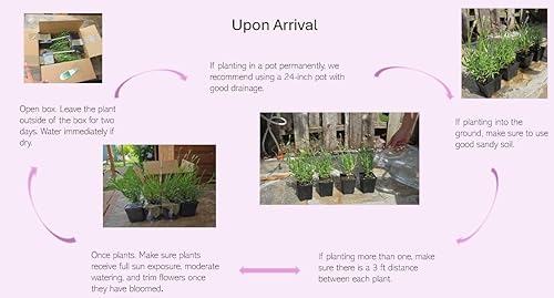 Miniatura 5 de Lavandas de Provenza, Francia, en maceta; son muy aromáticas y adecuadas para interiores o exteriores, de Findlavender, lavanda, (Lavender Provence)