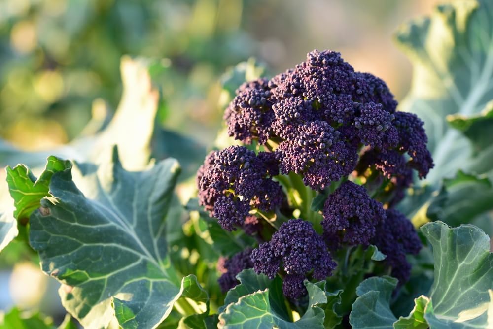 Purple Sprouting Broccoli Seeds, 500+ Heirloom Seeds Per Packet, (Isla's Garden Seeds), Non GMO Seeds, Botanical Name: Brassica oleracea, 85% Germination Rates