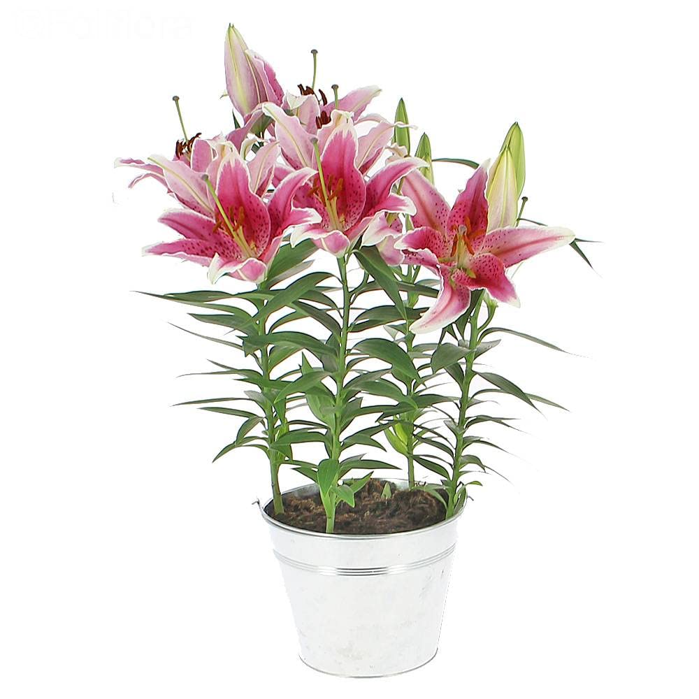 Lirio Natural - Llilium- Natural Planta con Inflorescencias de Gran Tamaño