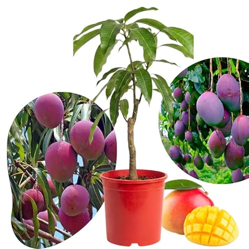 Tommy Atkins Mango Plant Live for Planting, 1 Year Old 10–14 Inch Tall, Mid Season Sweet Mango Variety Zones 9–11