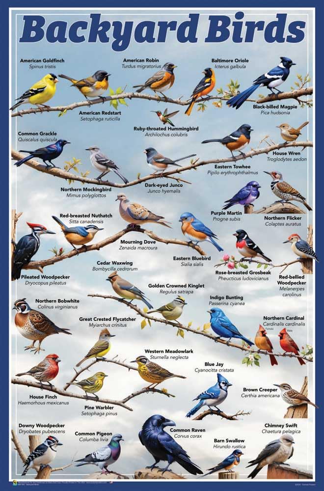 Amazon.com: Scorpio Posters Backyard Birds Educational Poster - 24