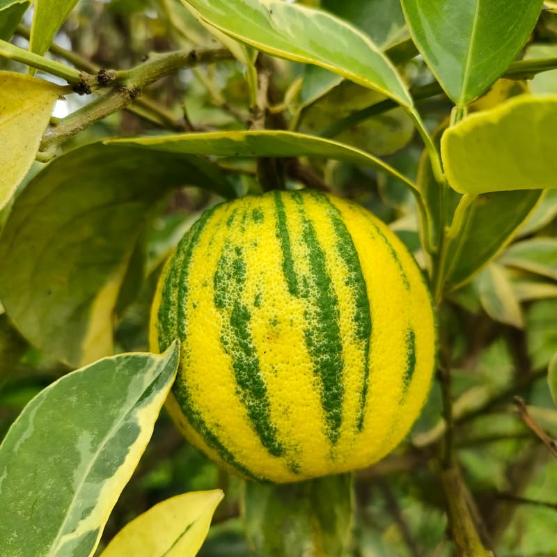 Variegated Pink Lemon Tree Plant Live, 1 to 2 Ft Grafted Citrus Plant Fragrant Lemons, for Indoor/Outdoor Growing, Can't Ship to CA
