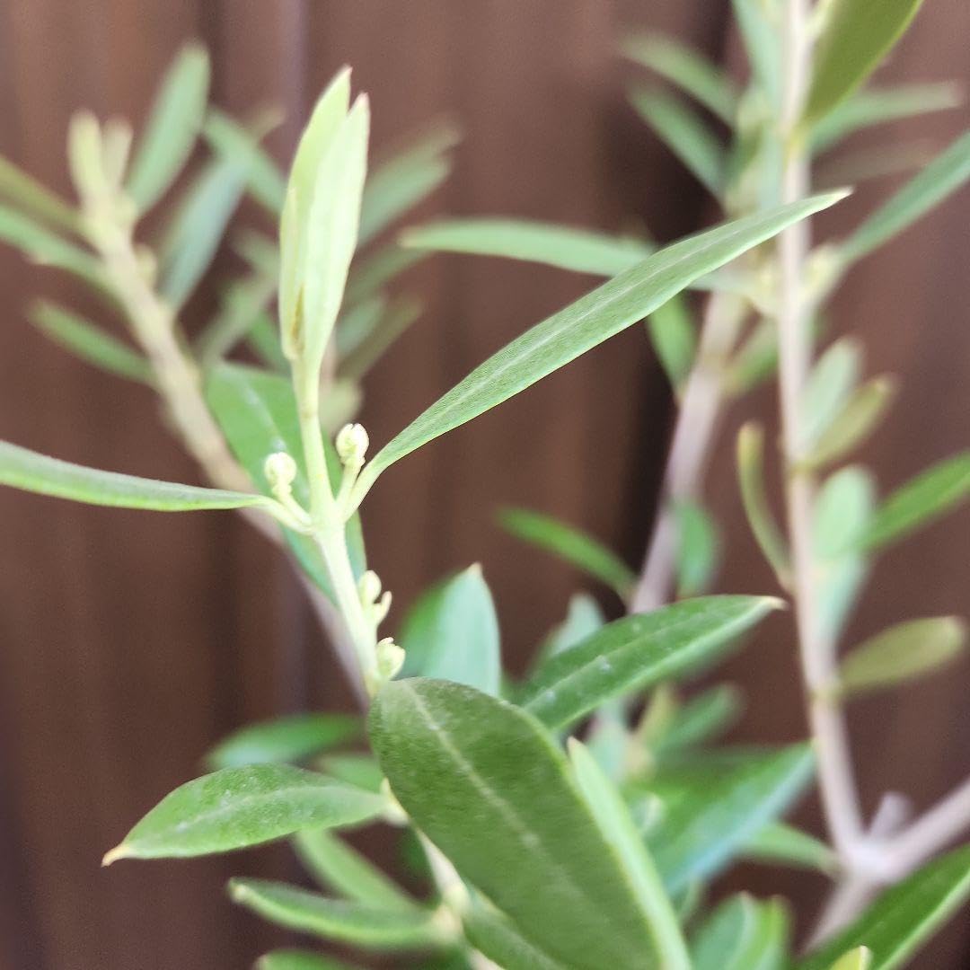 Amazon.co.jp: オリーブの木 エルグレコ テラコッタ鉢植え 苗 シンボル