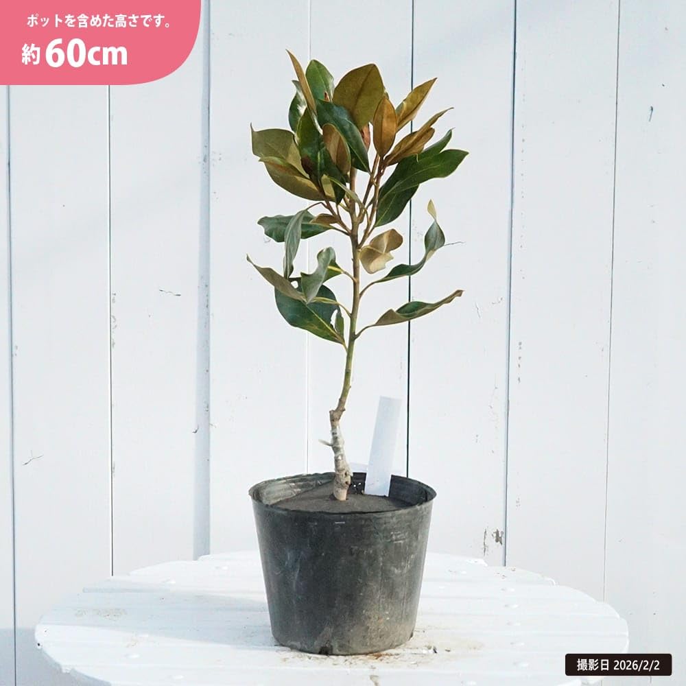 Amazon.co.jp: わい性タイサンボク 【リトルジェム】 接木ポット苗