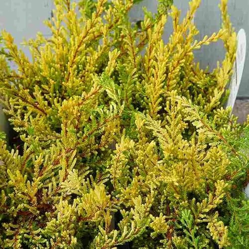 カルーナ 苗 ブルガリス No.2 黄金葉 3号ポット ヒース カラーリーフ 251007のサムネイル