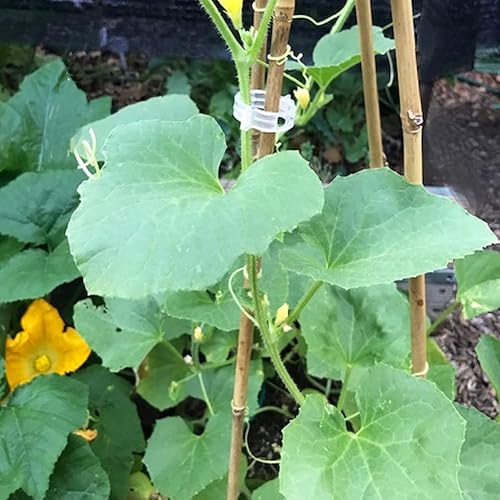 Miniatura 5 de Yowlieu 20 estacas de bambú natural + 1 rollo de lazos de jardín, palos de bambú de 18 pulgadas, estacas de apoyo para plantas de interior, tomate,