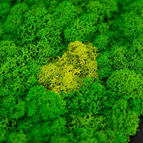 ❣️苔アート❣️苔壁ワイド❣️1点物❣️送料込み❣️ detail_40899_17168712851709.
