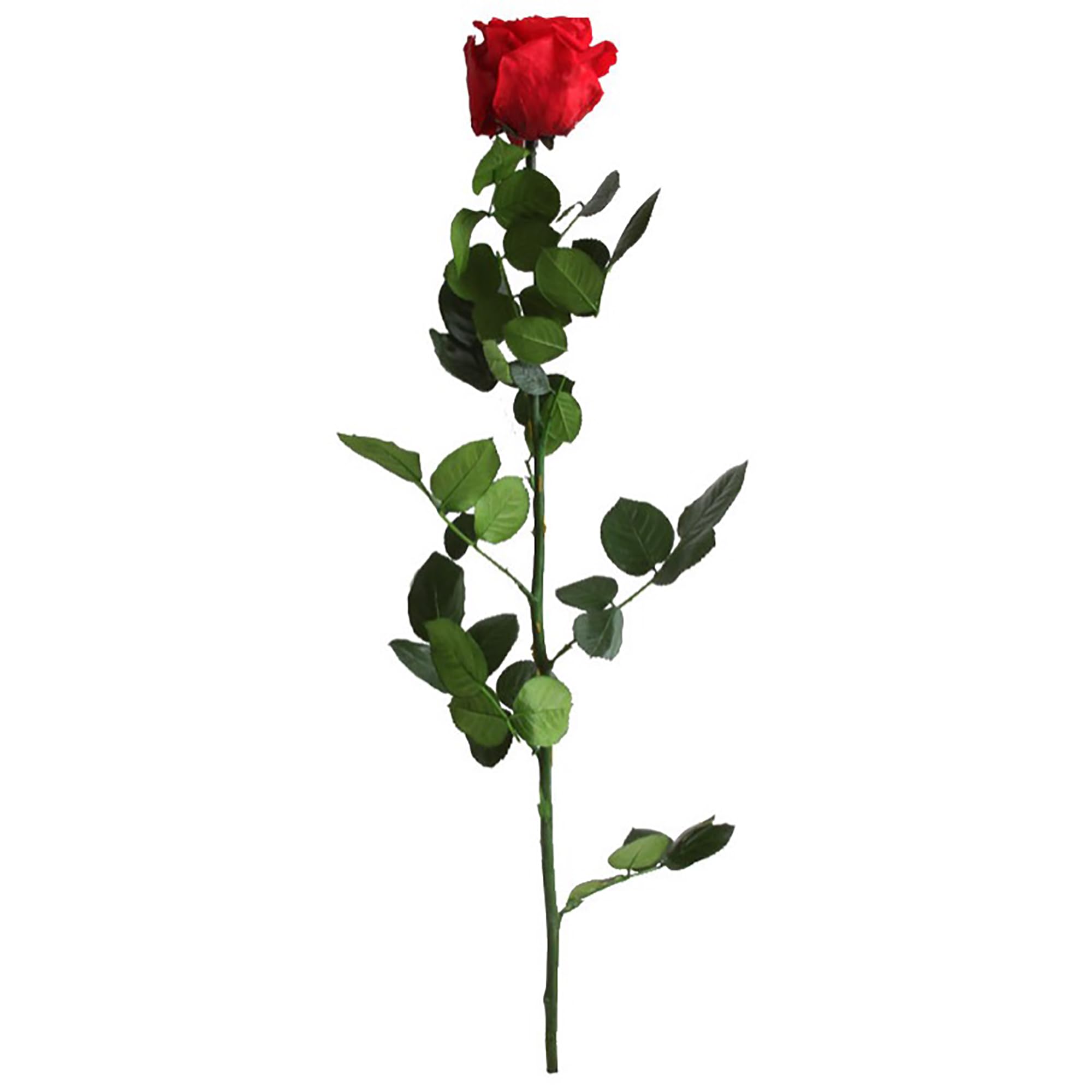 Rosa Stabilizzata Vera, Fiori 100% Made in Italy - Pronta in Elegante Confezione Regalo con Nastrino - Idea Regalo Mamma, Anniversario, Compleanno Donna e San Valentino, Rose con Stelo (Rossa, 1)