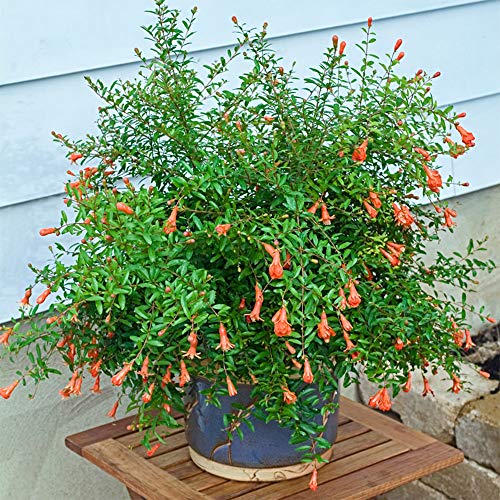 Dwarf Pomegranate Tree