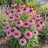 Bloomique   Lot de 3   Echinacea purpurea magnus   Échinacée   Floraison abondante   Rustique   Vivace   Hauteur 10 20 cm   Pot 9 cm